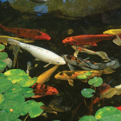 Caring for Pond Fish in Spring