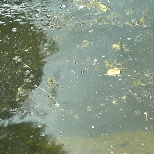 Understanding Pond Algae: How It Forms and What You Can Do About It