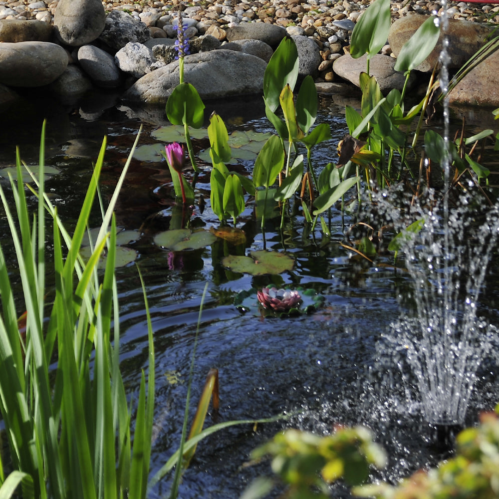 What’s the fuss about beneficial bacteria? – TotalPond