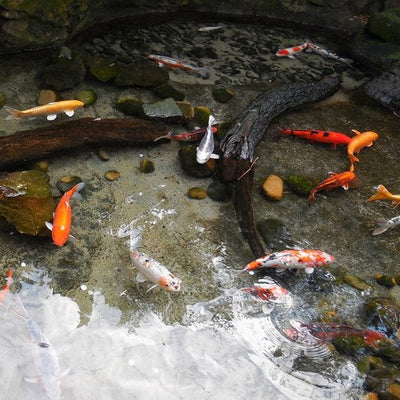 Which Fish are Best for a Garden Pond?