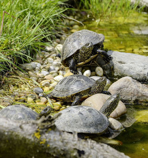 Healthy turtle aquarium  Turtle aquarium, Turtle tank, Turtle pond