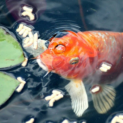 Feeding Your Pond Fish Throughout the Seasons