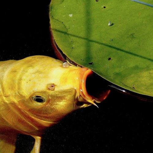 Autumn Aquatic Plant Care: How to Prepare Your Water Plants for Winter