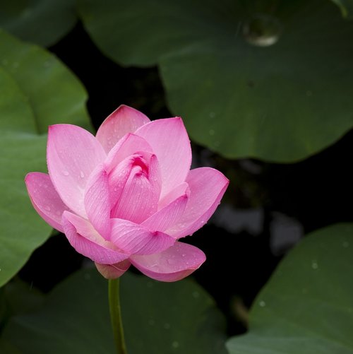 Symbolism Of The Lotus Totalpond