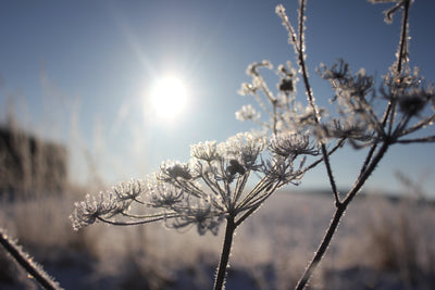 How to Create a Winter Sanctuary for Wildlife