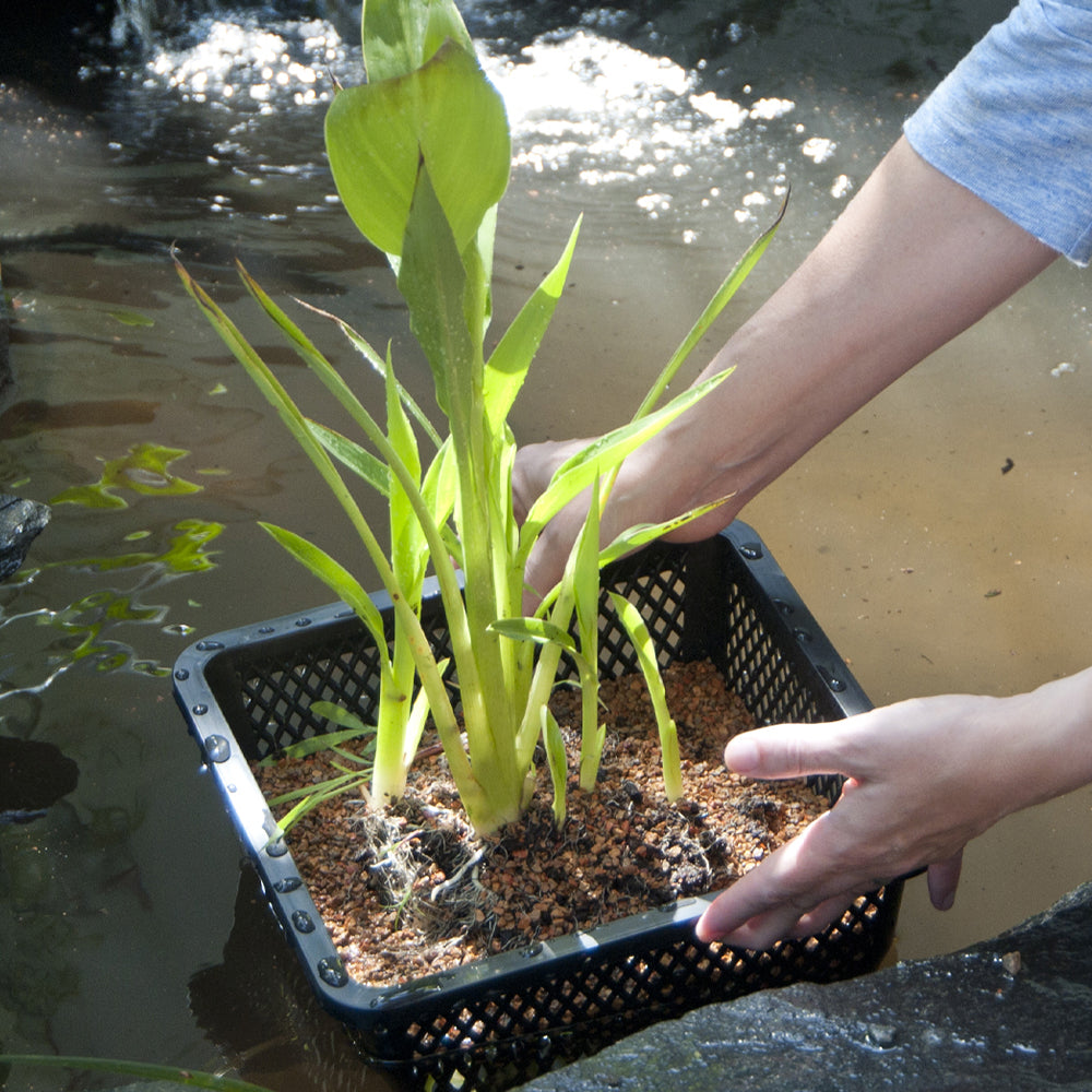 Photo inspiration: Visual Reference: Spring Pond Plant Care Guide