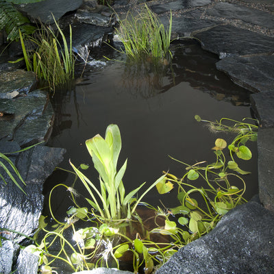 Sustainable Pond Design