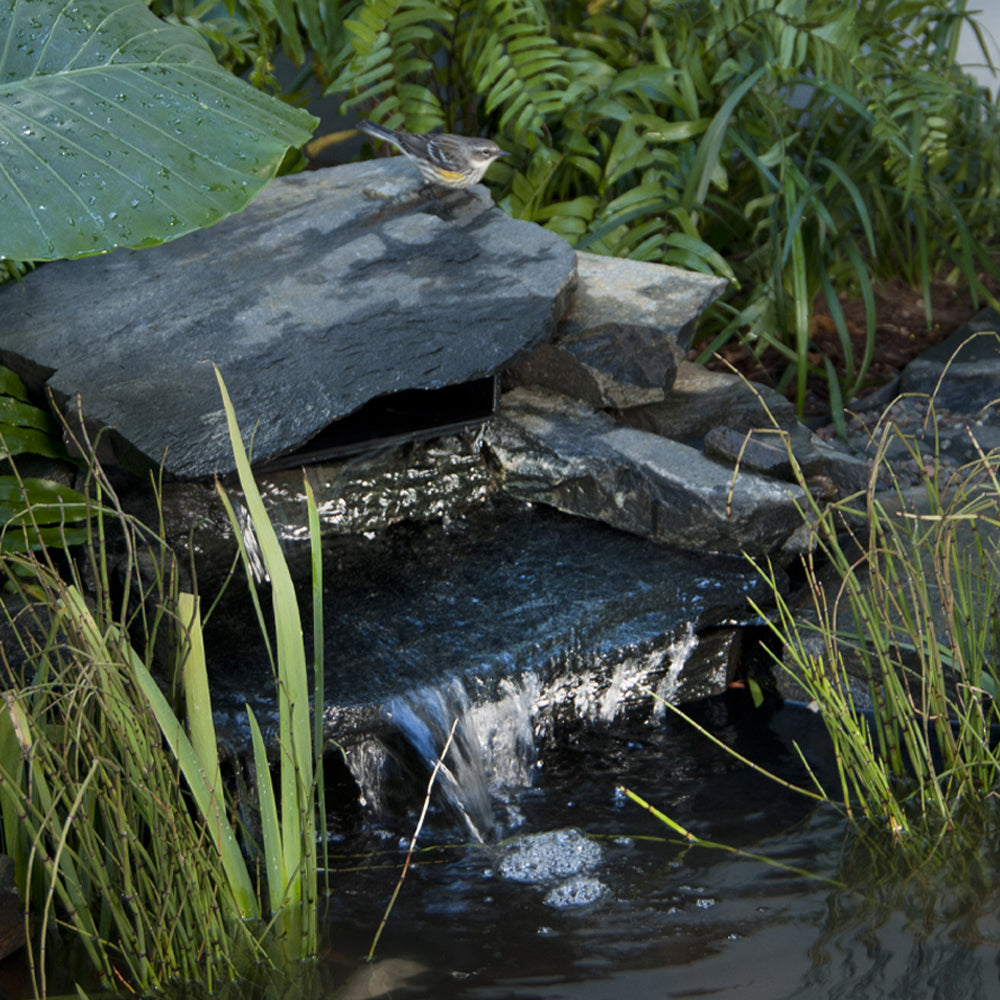 Attracting Birds, Bees & Butterflies – TotalPond