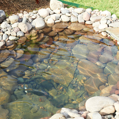 The Benefits of Using Barley in Your Water Feature