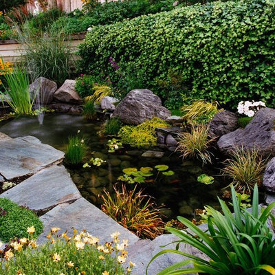 Benefits of Aquatic Plants in Your Pond