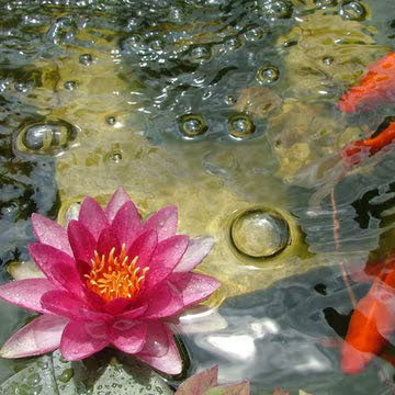 Pink water lily in a crystal clear pond with goldfish