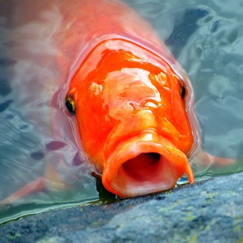 Why are my pond fish gasping for air at the surface of the water?