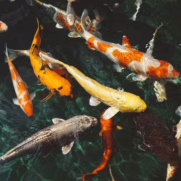 How many fish can fit in your Pond?