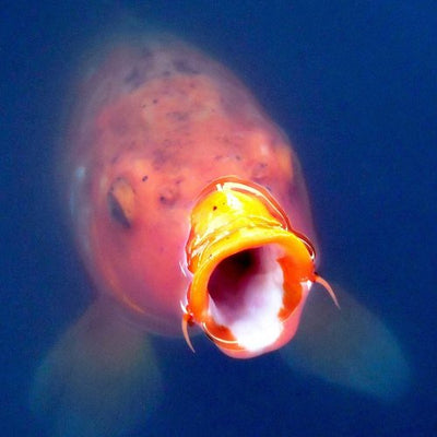 How Many Fish Can Fit In Your Pond