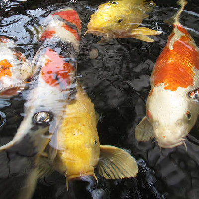 Keeping Koi in Your Pond During Cold Months