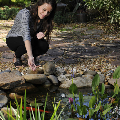 Caring for Pond Fish in Spring