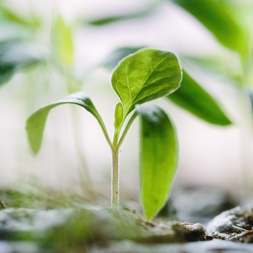 Incorporating Sustainable Gardening into Your Yard