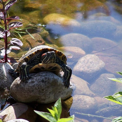 Turtles and Koi: Can they live happily together?