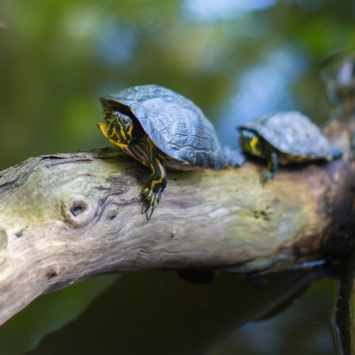 Turtle 101 – TotalPond