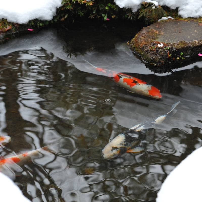 Keeping Fish During Cold Winters