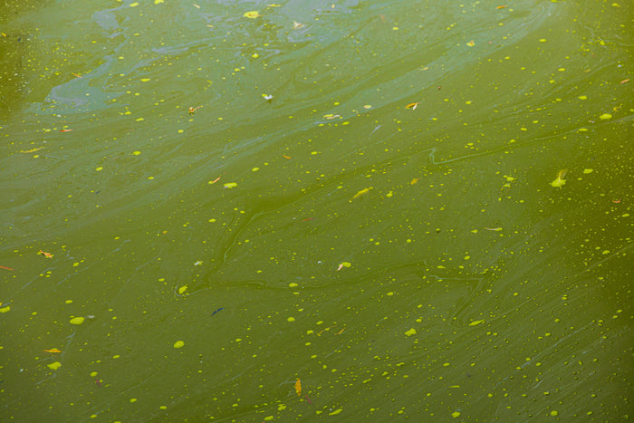 Green water algae (planktonic algae)