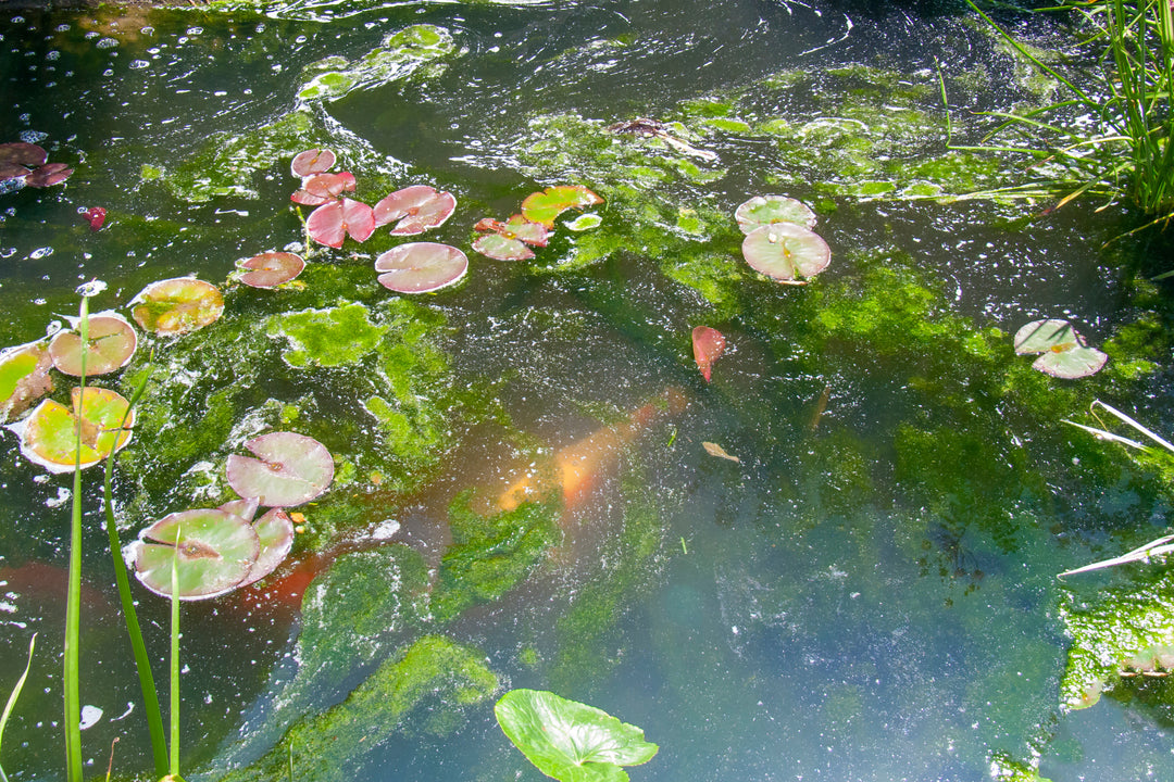 Green algae forming on the surface of a backyard pond