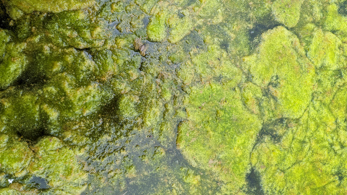 String algae (filamentous algae)