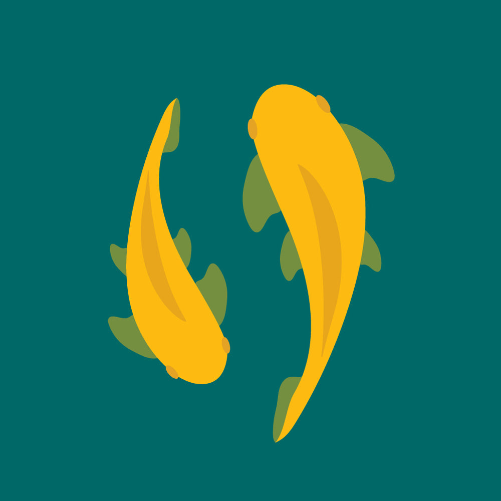 Illustration of two koi fish swimming, representing safe water for pond fish