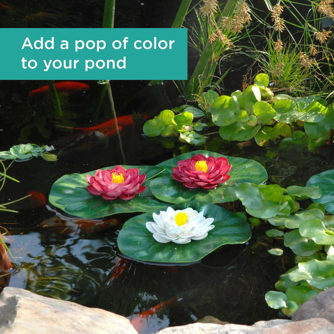 Floating Lily Pad Variety Pack - Add a pop of color to your pond