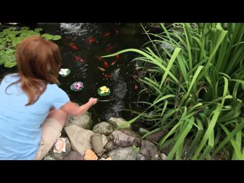 Learn more about TotalPond floating lily pads
